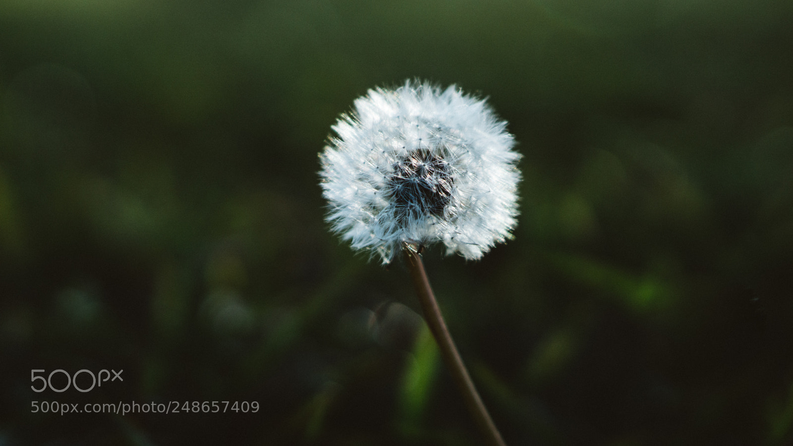 Sony a6000 sample photo. Dandelion photography