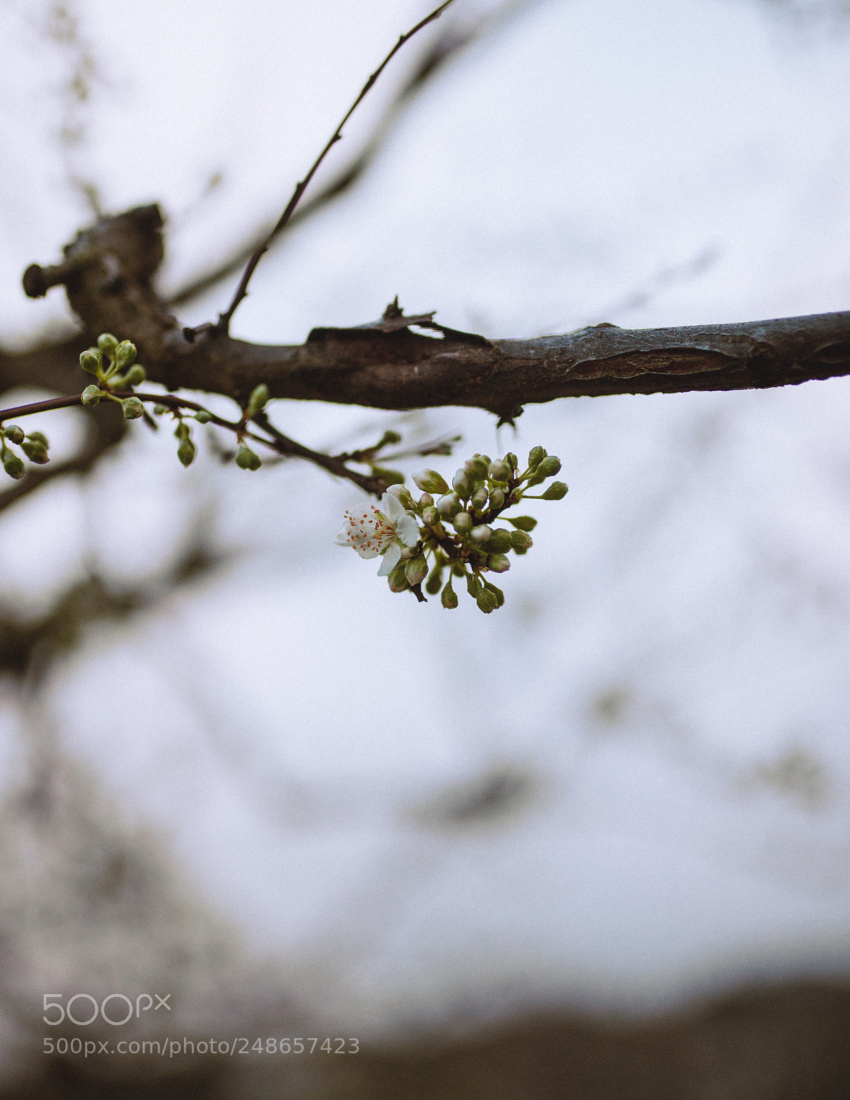 Nikon D610 sample photo. Untitled photography