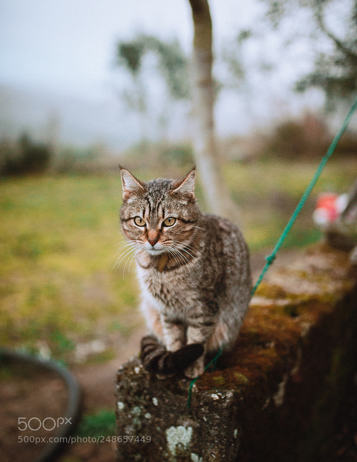 Nikon D610 sample photo. Untitled photography