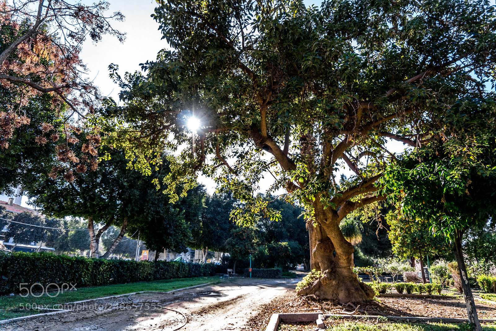 Sony a5100 sample photo. Sunny tree photography