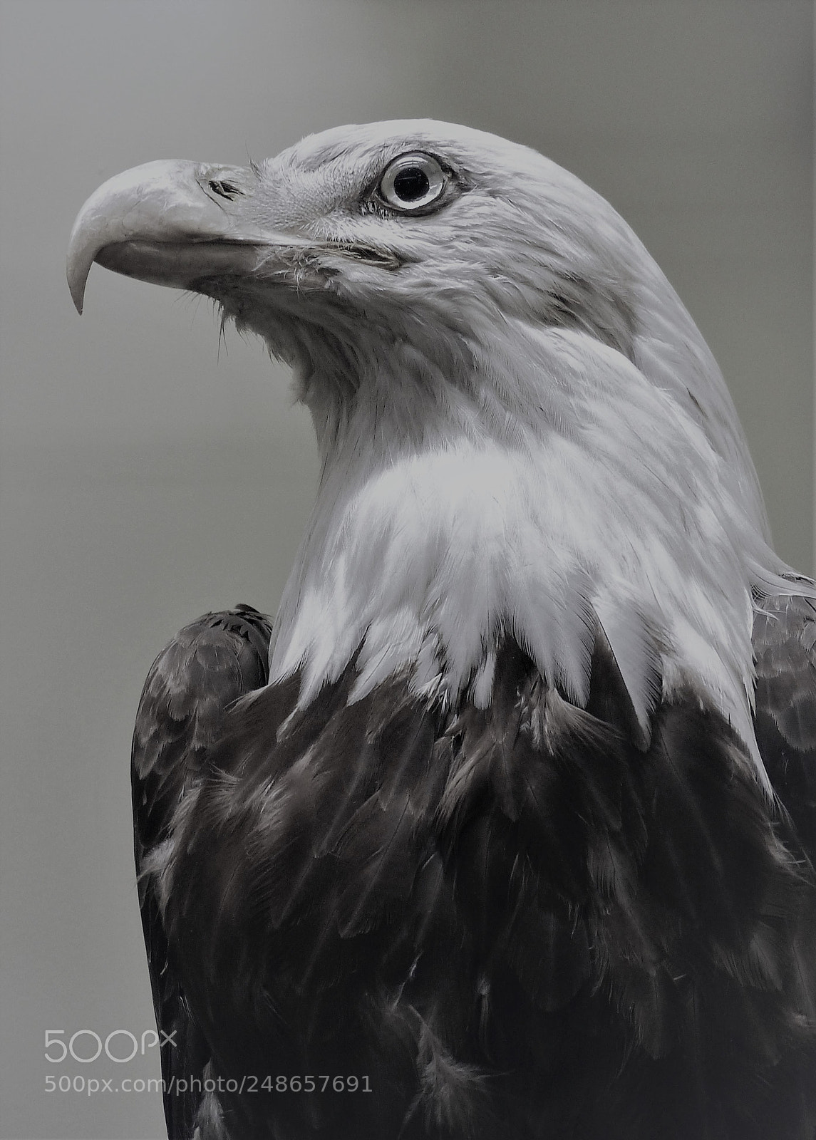 Panasonic Lumix DMC-FZ200 sample photo. Bald eagle taxidermy photography