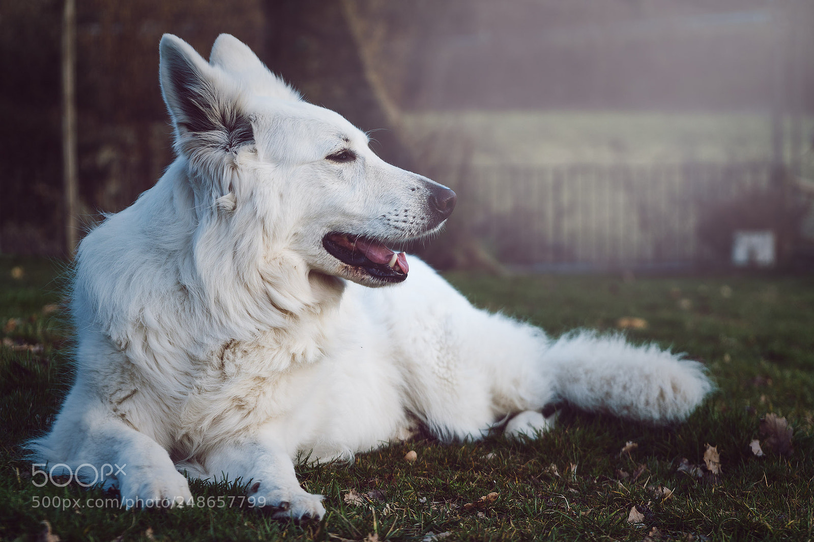 Sony a6300 sample photo. Guilla photography