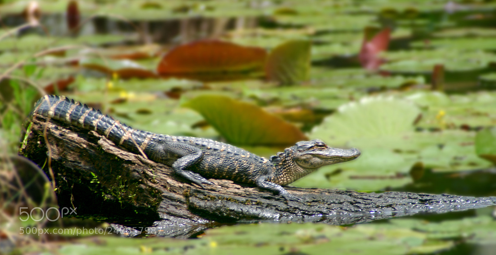 Canon EOS 350D (EOS Digital Rebel XT / EOS Kiss Digital N) sample photo. Babygator photography