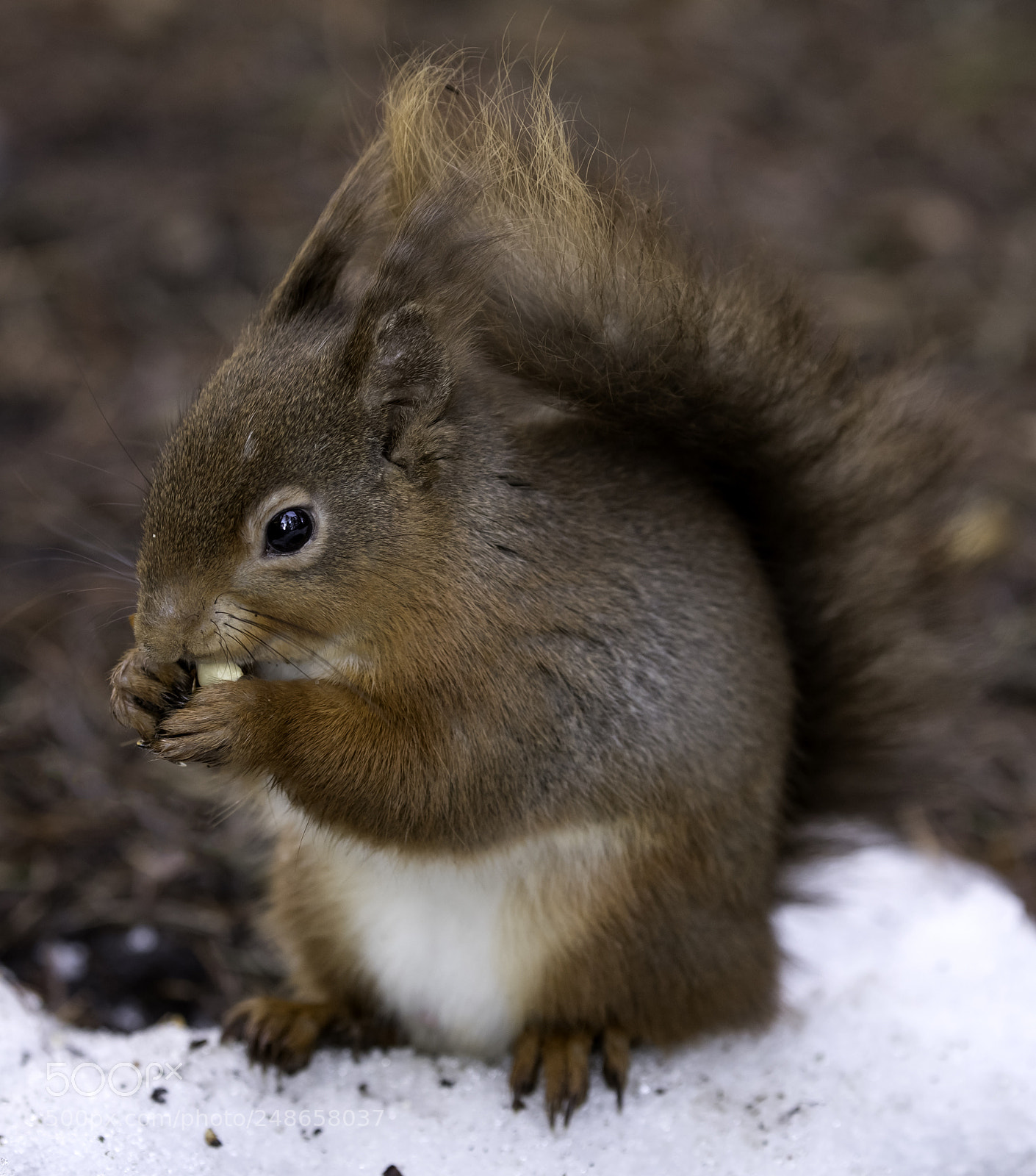 Canon EOS-1D X Mark II sample photo. Last of the snow photography
