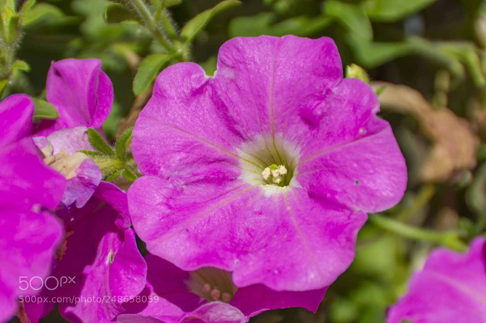 Sony SLT-A65 (SLT-A65V) sample photo. Pink flower photography