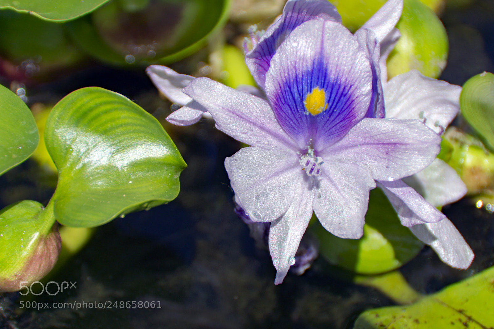 Sony SLT-A65 (SLT-A65V) sample photo. Purple flower on pond photography