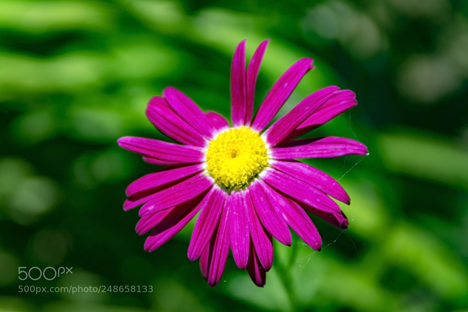 Sony SLT-A65 (SLT-A65V) sample photo. Pink flower thin petals photography