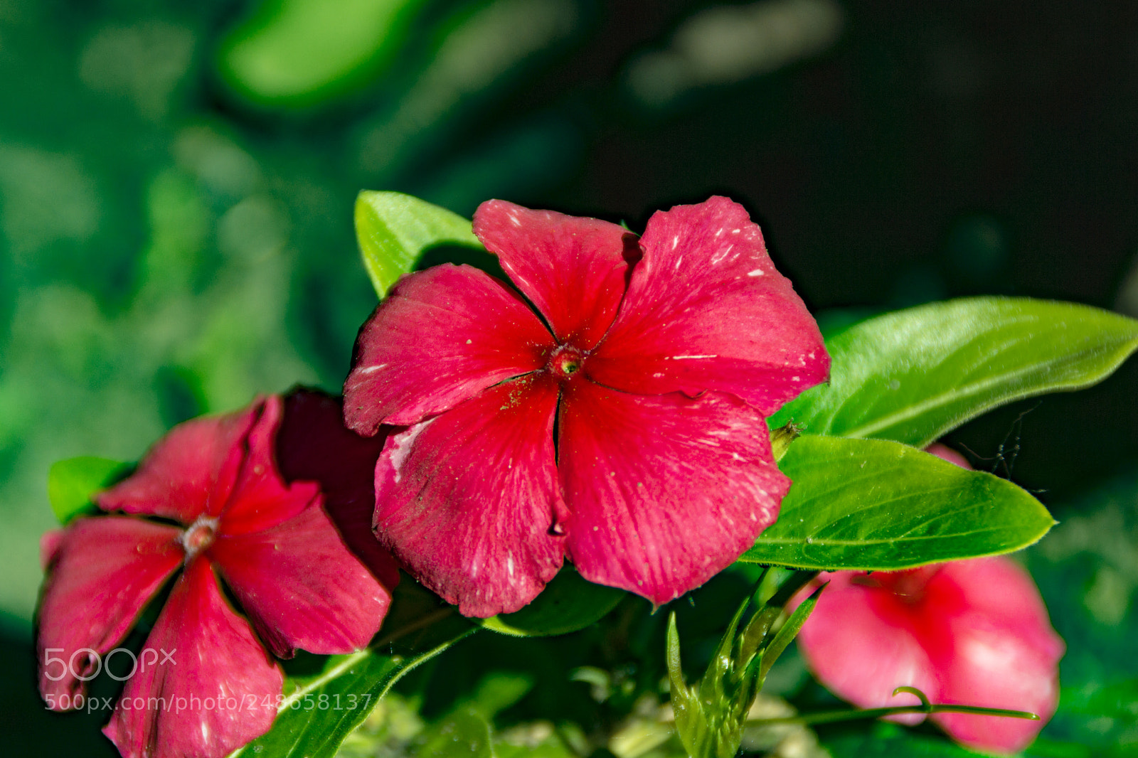 Sony SLT-A65 (SLT-A65V) sample photo. Red flower photography