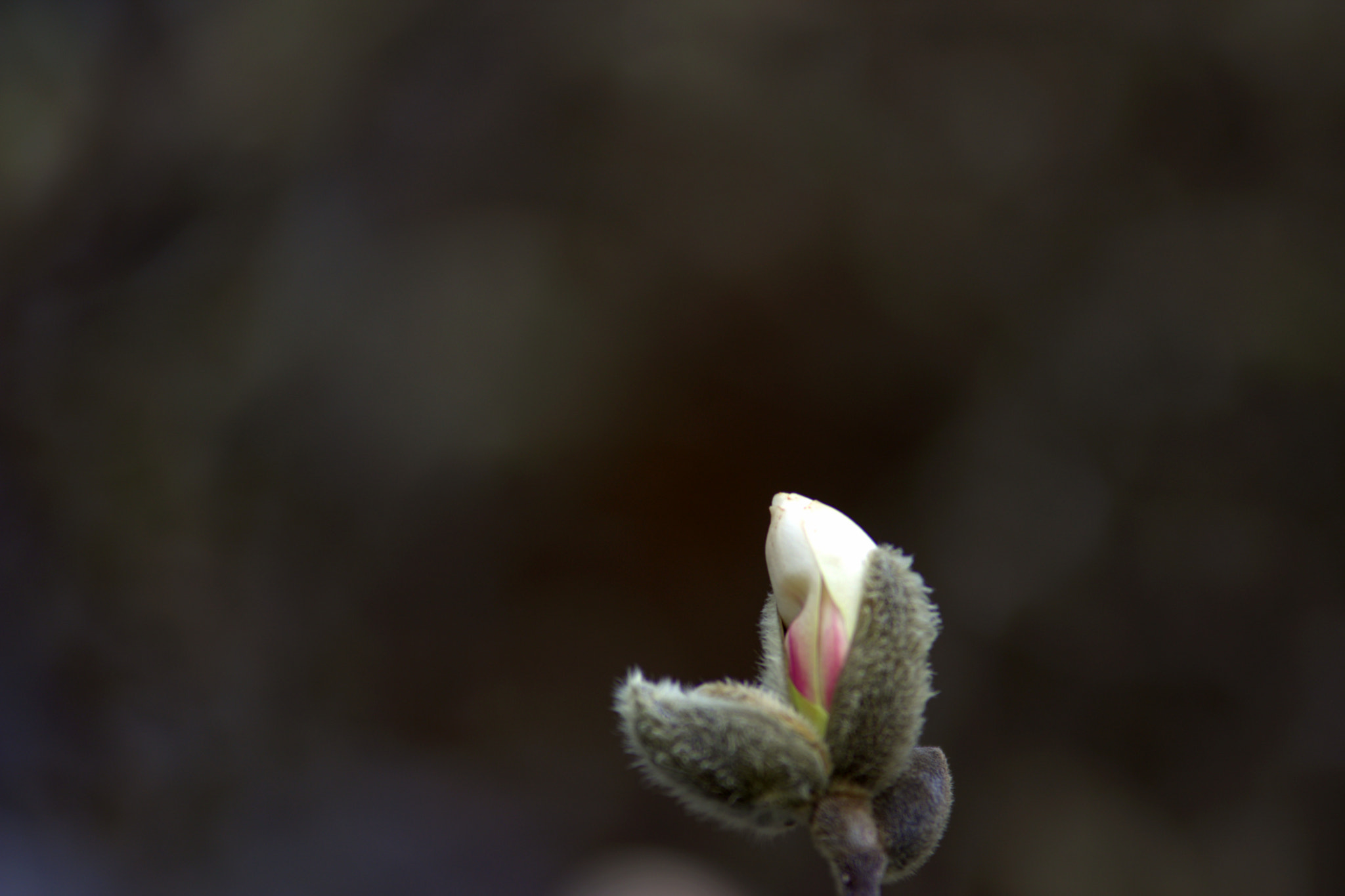 Canon EOS 60D sample photo. Magnolia photography