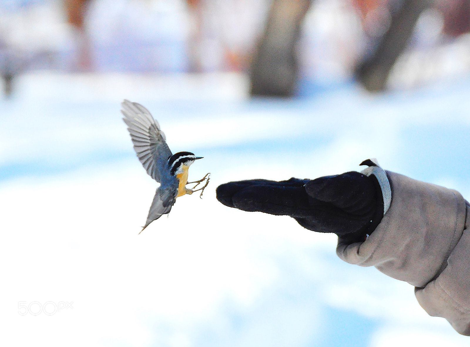 Nikon D90 sample photo. Red breasted nuthatch photography