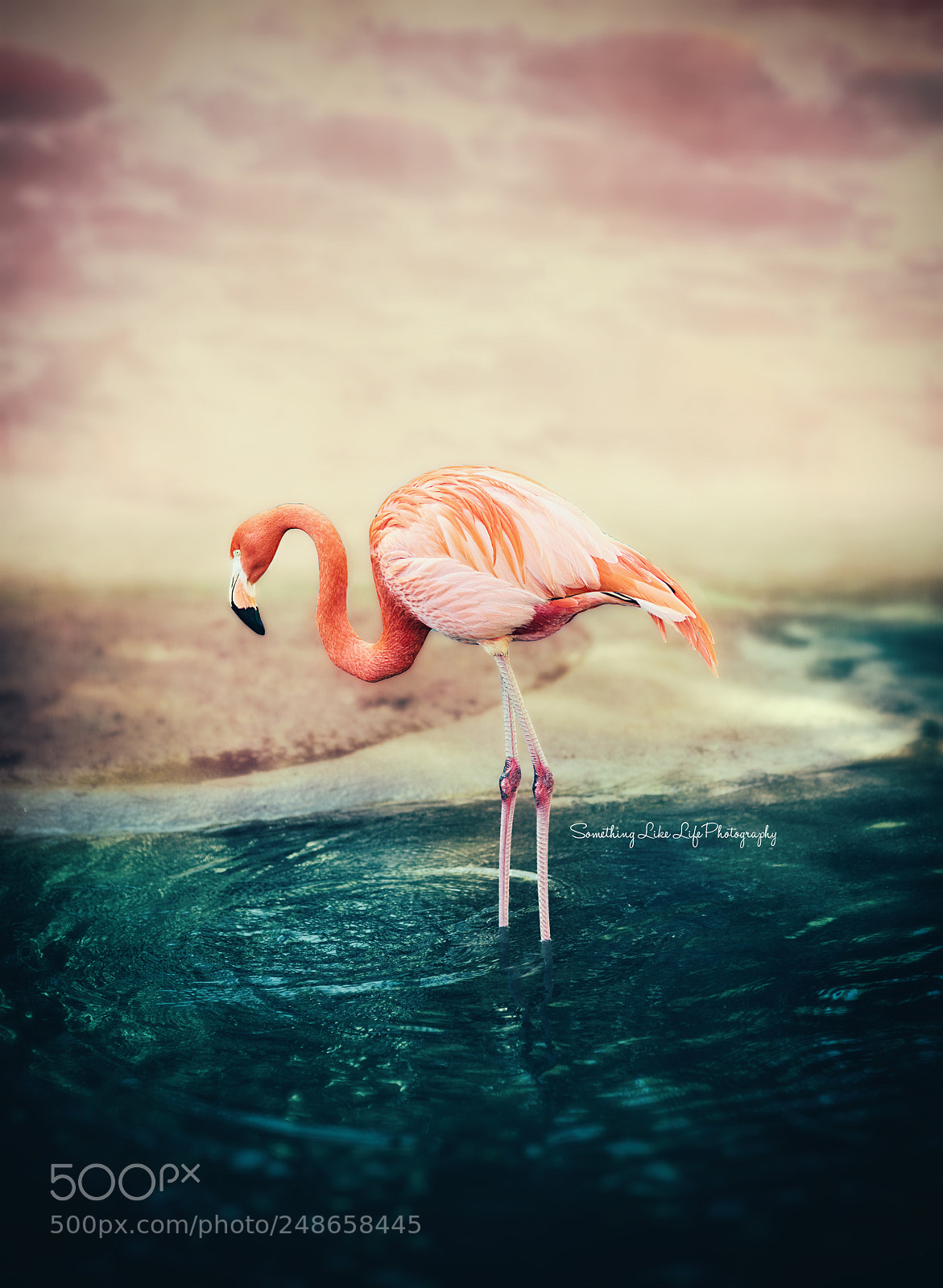 Nikon D810 sample photo. Flamingo photography