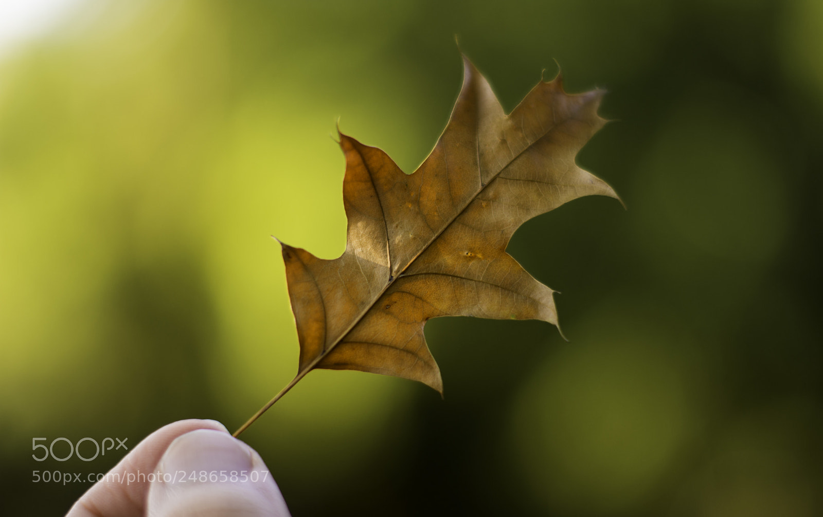 Nikon D7200 sample photo. Yellow and green photography
