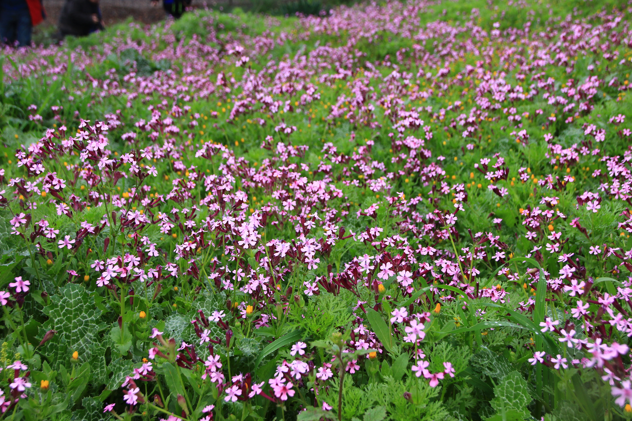 Canon EOS 600D (Rebel EOS T3i / EOS Kiss X5) sample photo. A carpet of spring flowers photography