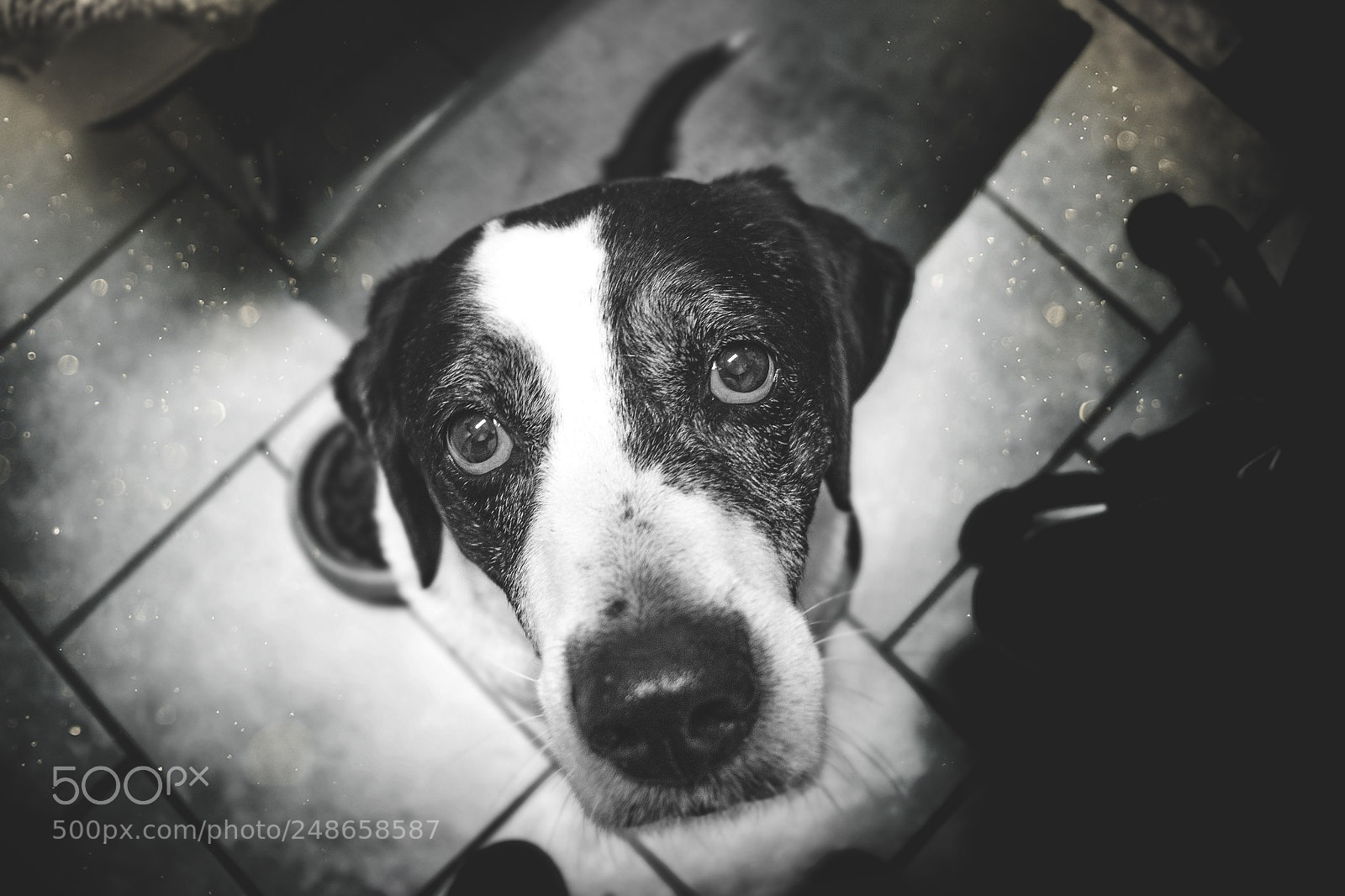 Canon EOS 700D (EOS Rebel T5i / EOS Kiss X7i) sample photo. My old model dog photography