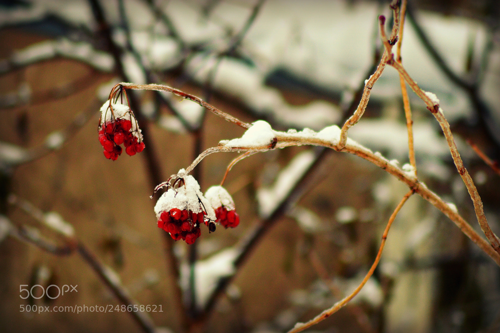 Nikon D3200 sample photo. Snow's kiss photography