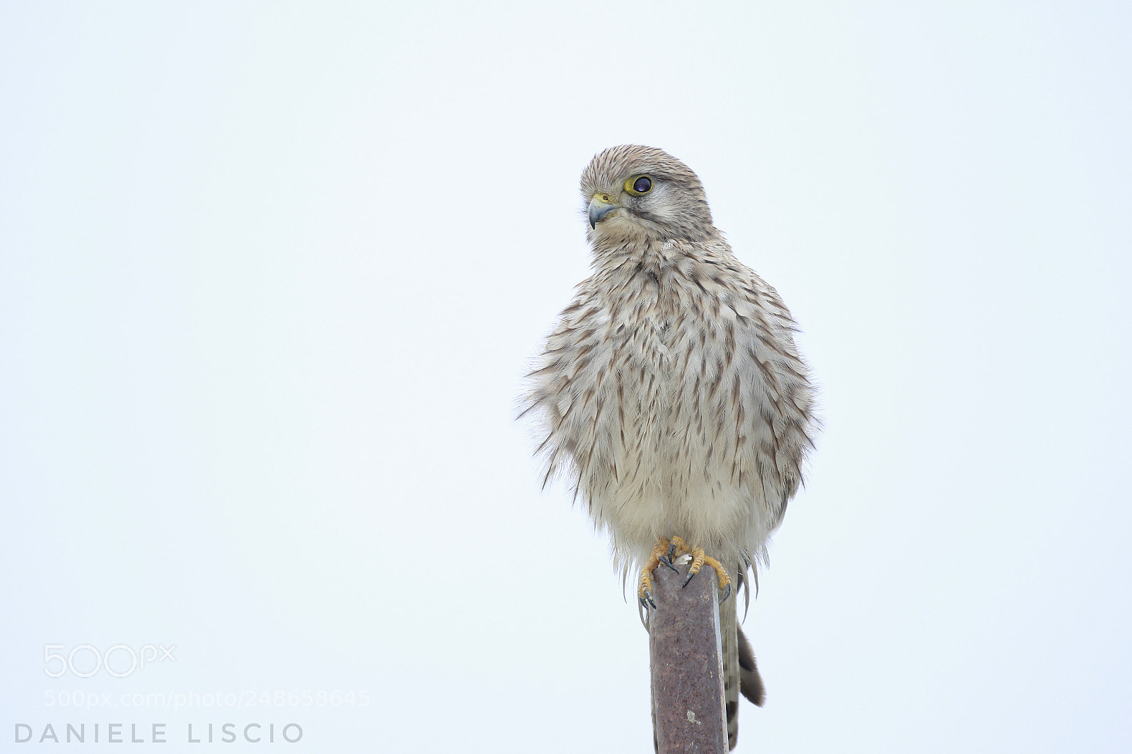 Canon EOS 7D Mark II sample photo. Close photography