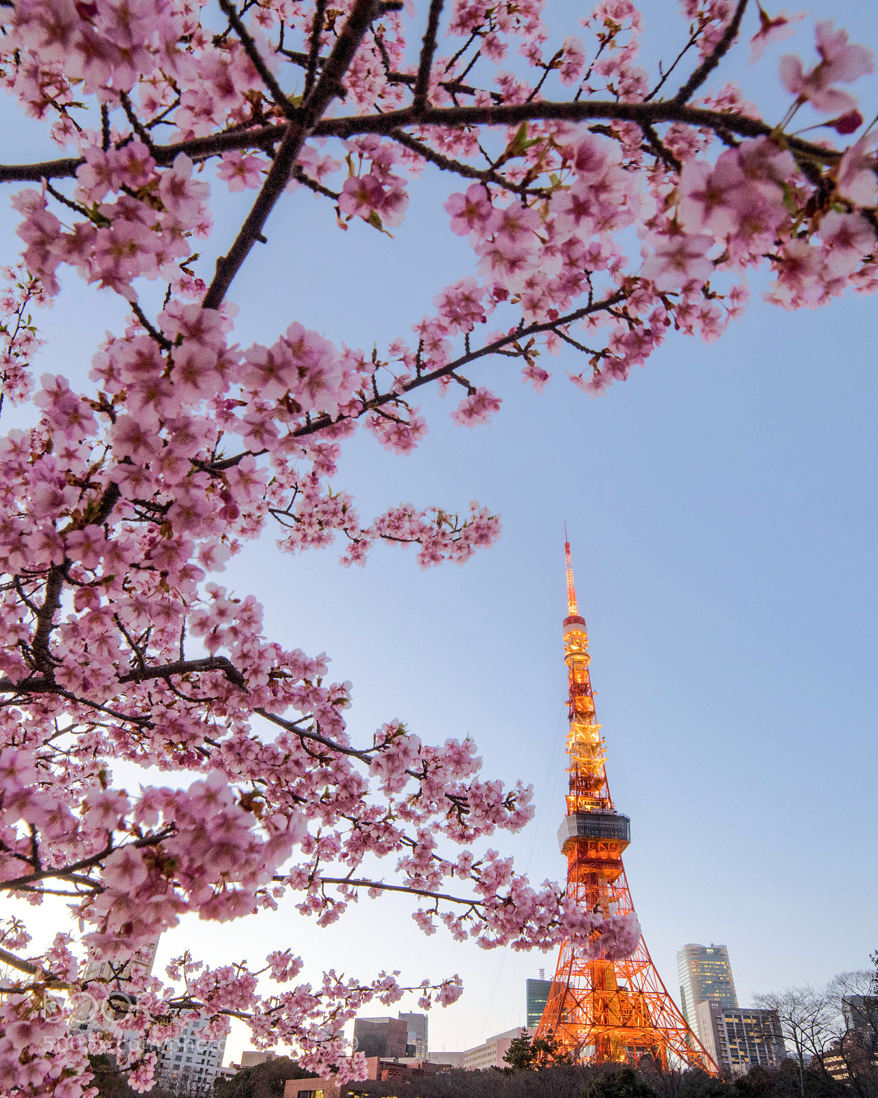 Nikon D850 sample photo. Spring photography
