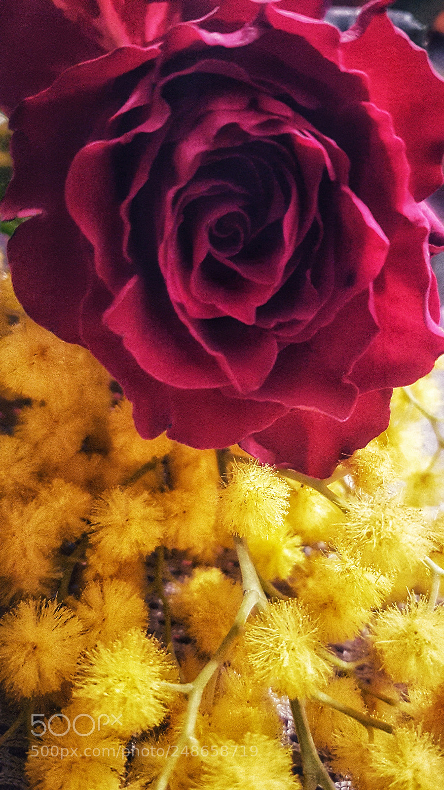 Samsung Galaxy S7 Edge sample photo. Untitled photography
