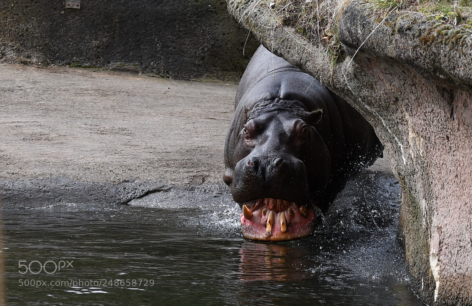 Nikon D7500 sample photo. Hippo charges water photography