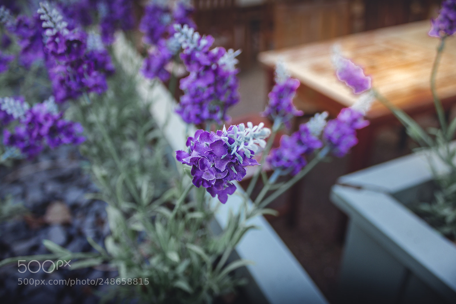 Canon EOS 60D sample photo. Flowers photography