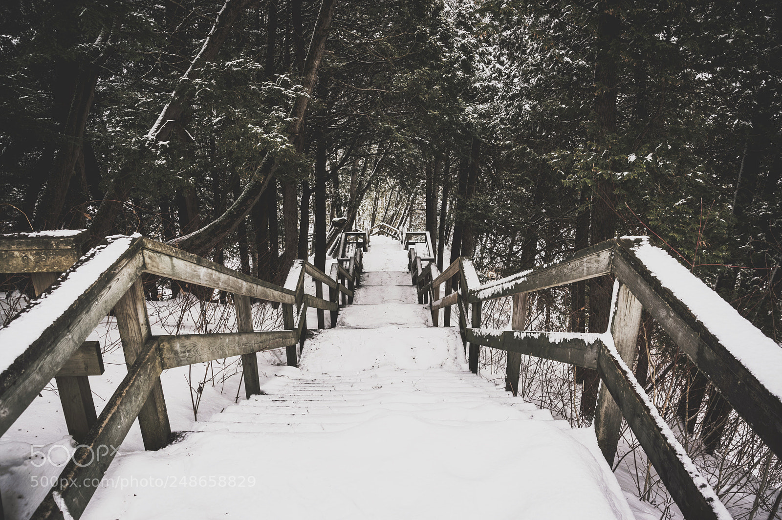 Pentax K-3 II sample photo. Stairs in the forest photography
