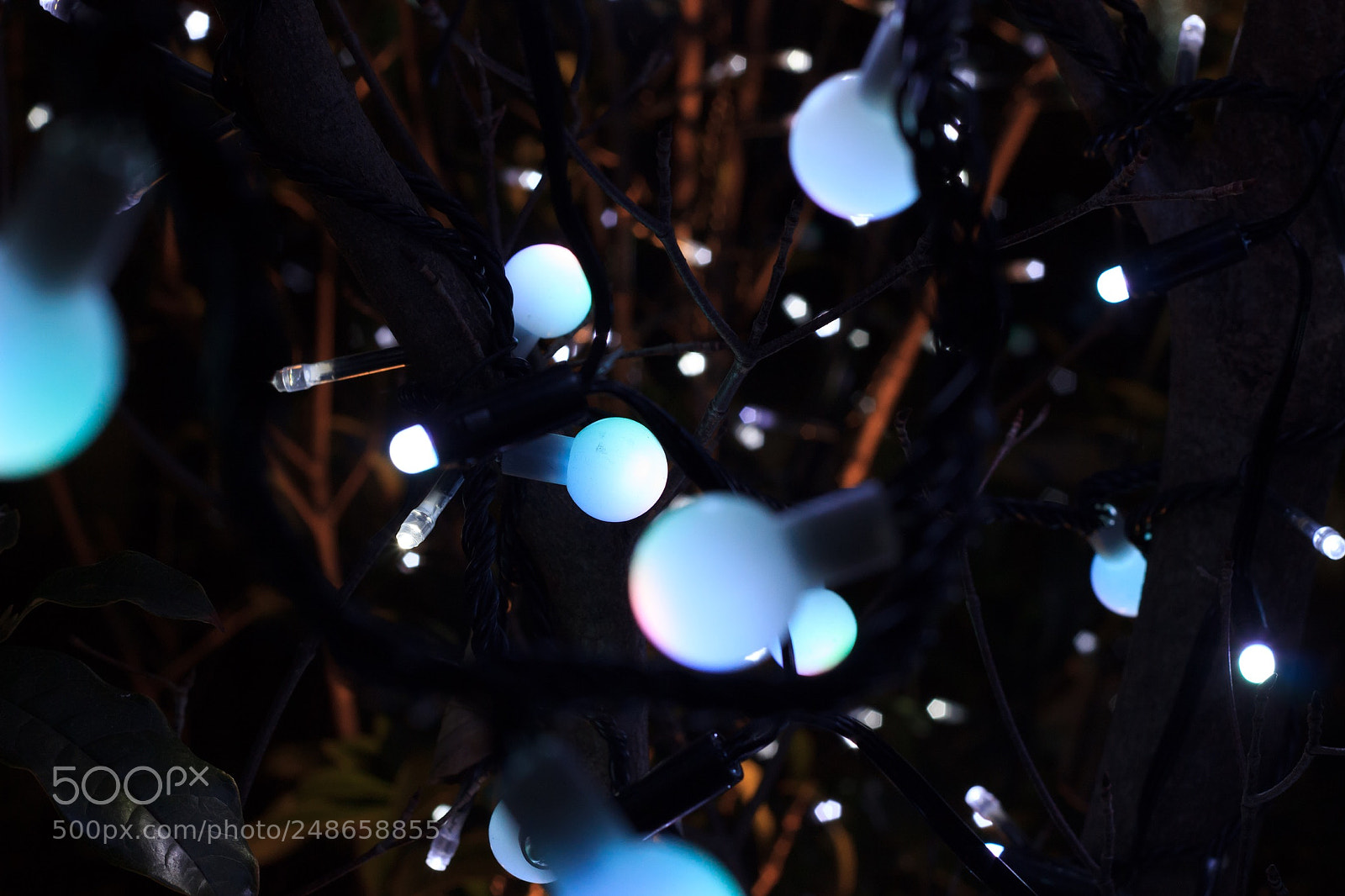 Canon EOS 600D (Rebel EOS T3i / EOS Kiss X5) sample photo. Light bulbs like mushrooms photography