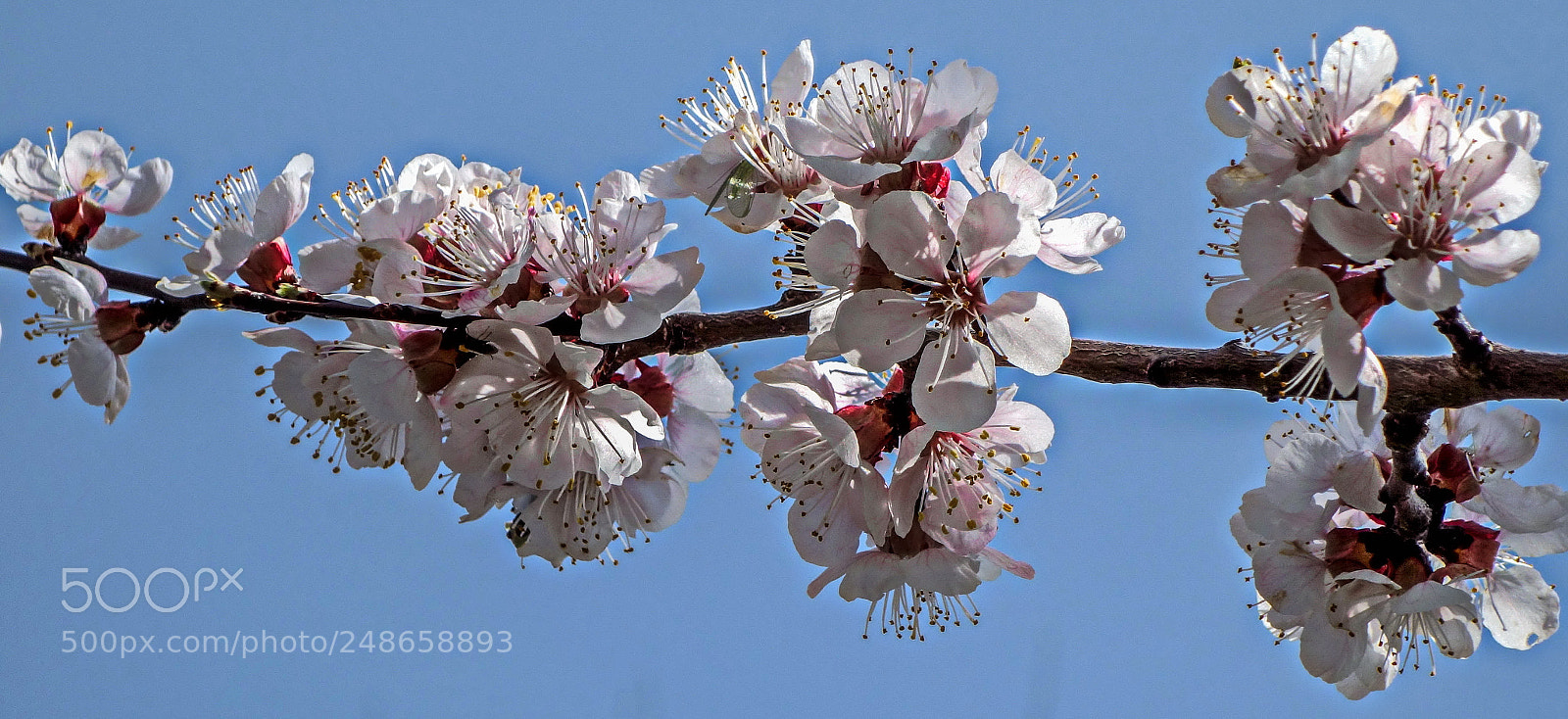 Sony Cyber-shot DSC-RX100 sample photo. March photography