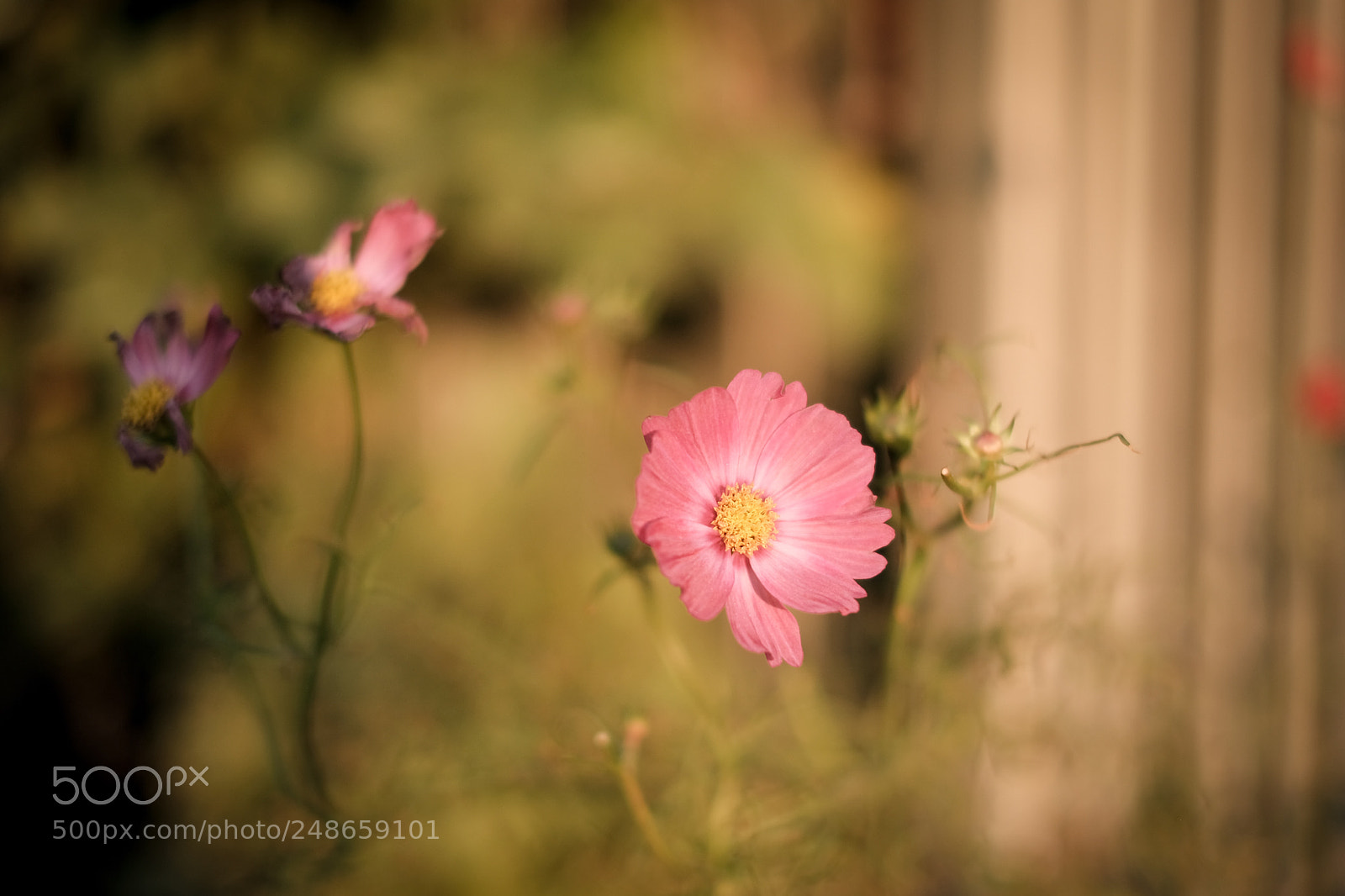 Fujifilm X-T2 sample photo. Untitled photography