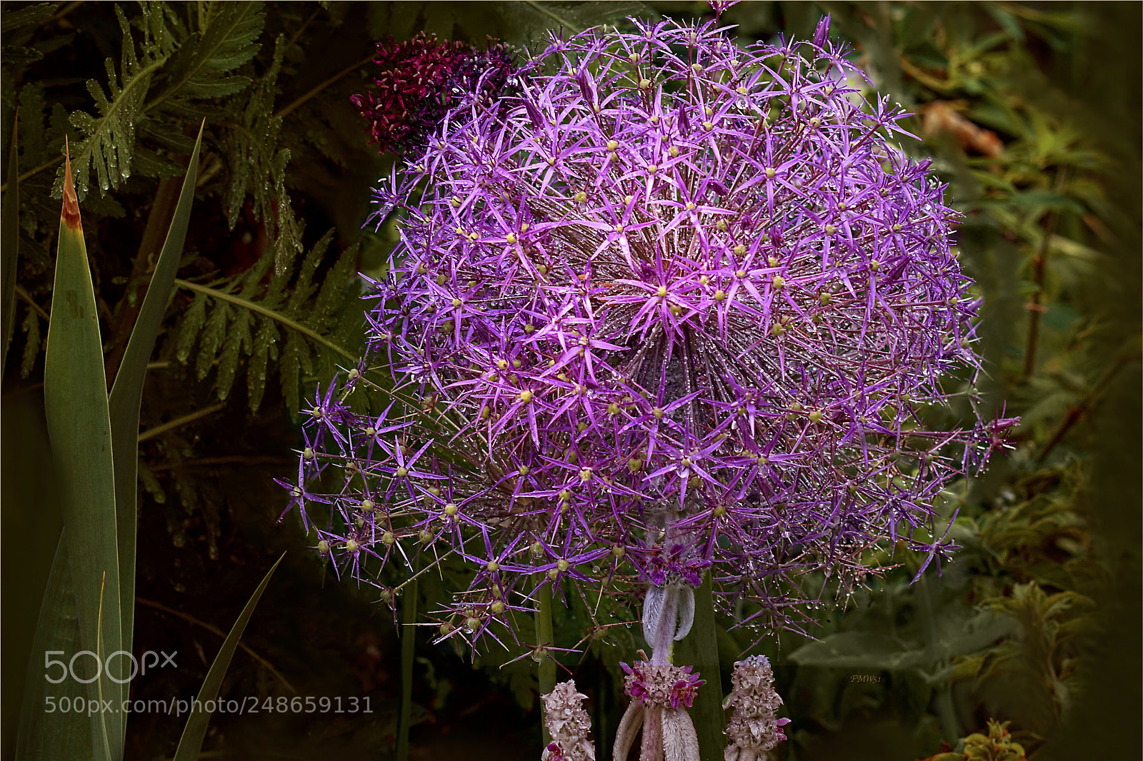 Sony ILCA-77M2 sample photo. Filigran in pink photography