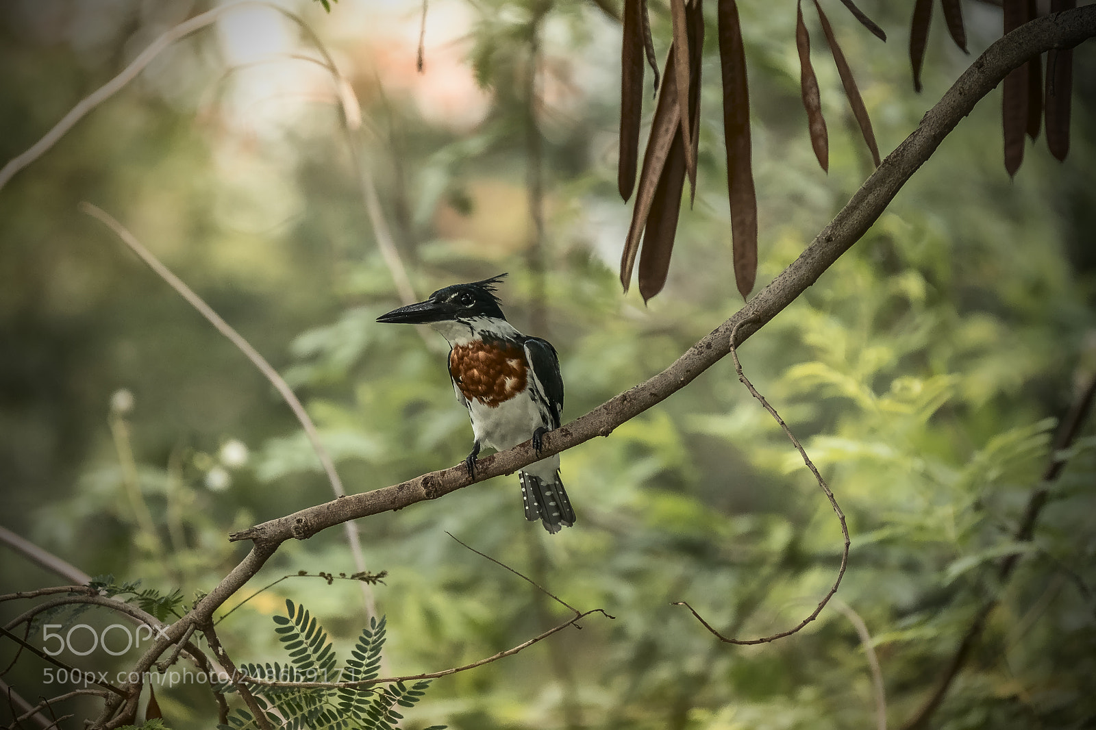 Fujifilm X-T2 sample photo. A great little fisherman photography