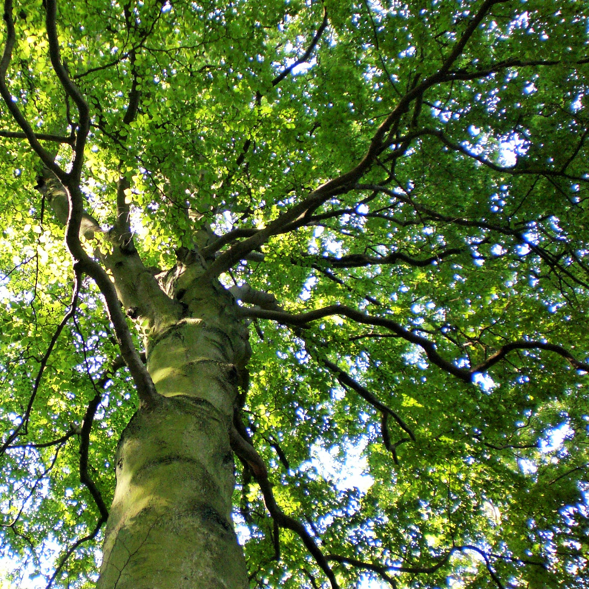 CASIO EX-Z75 sample photo. Green canopy () photography