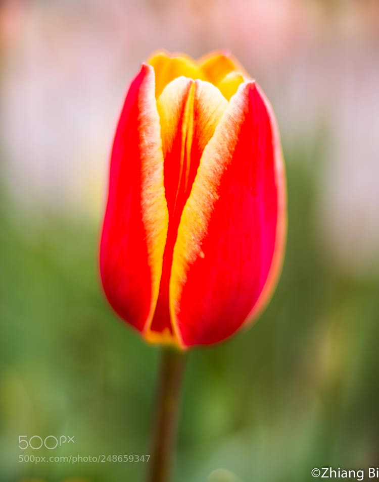 Nikon D610 sample photo. Tulip photography