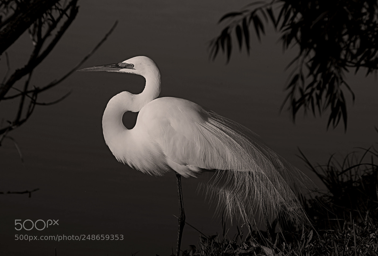 Pentax K-5 sample photo. Standing proud photography