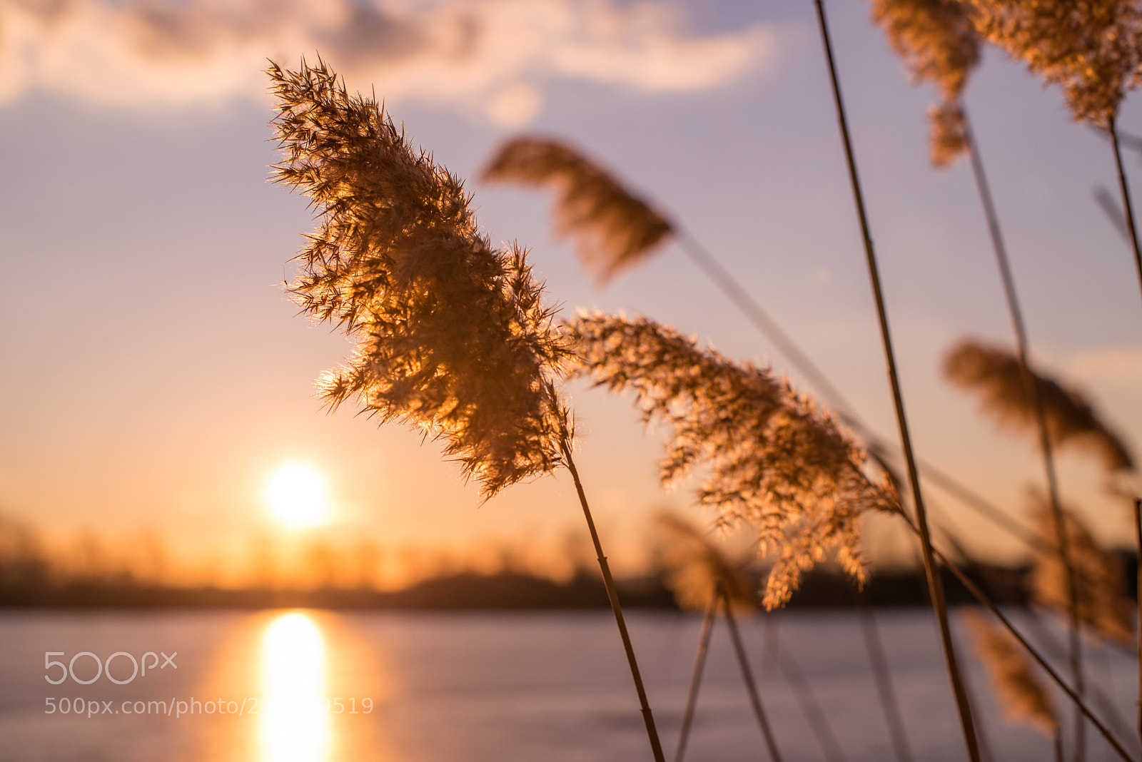 Nikon D610 sample photo. Todays romance photography