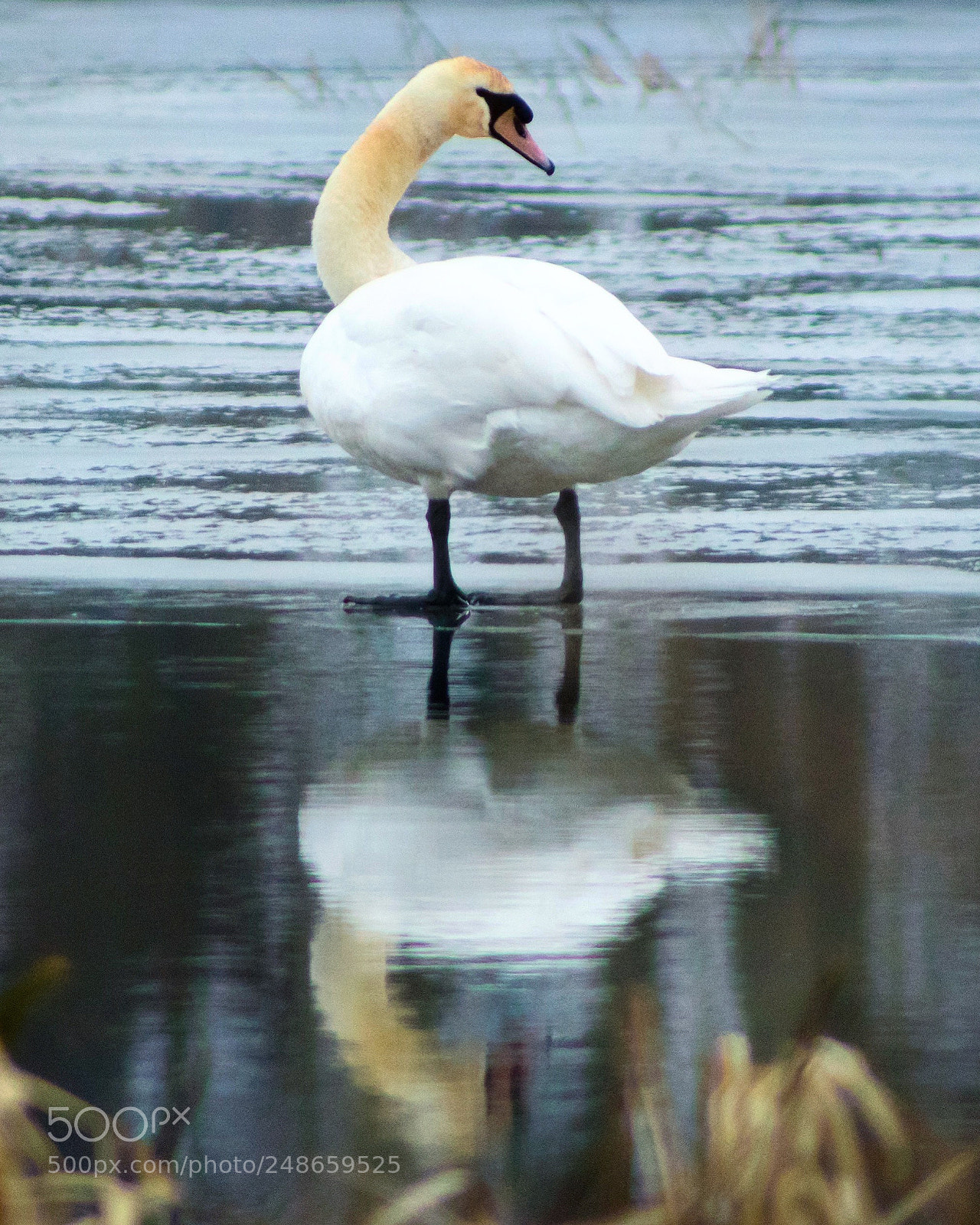 Canon EOS 1300D (EOS Rebel T6 / EOS Kiss X80) sample photo. Mute swan on ice photography
