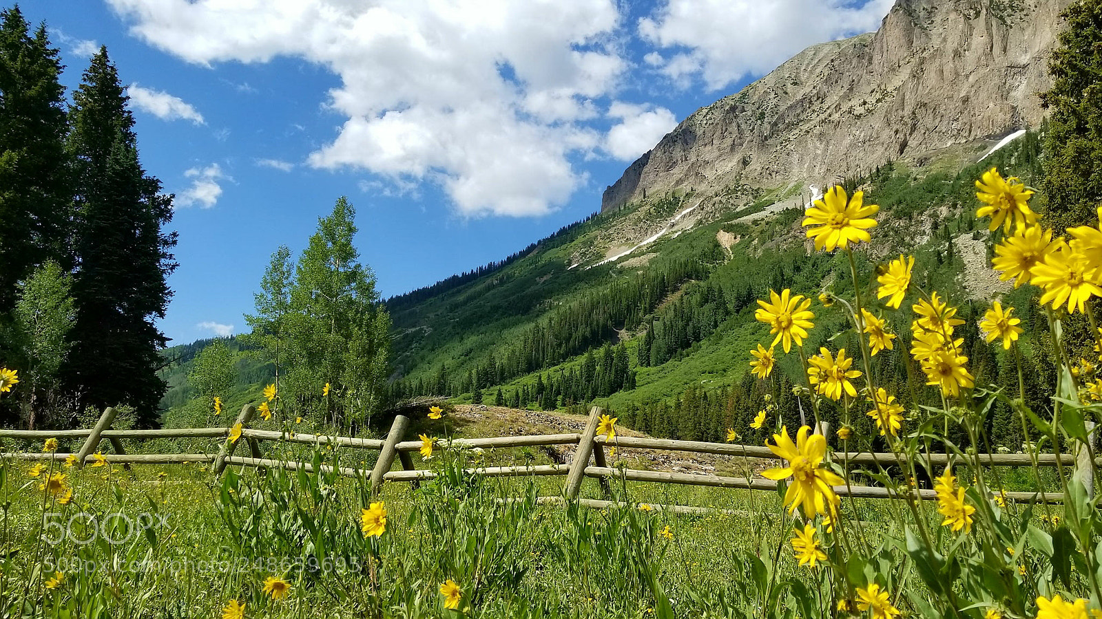 Samsung Galaxy S8 sample photo. Wildflowers photography