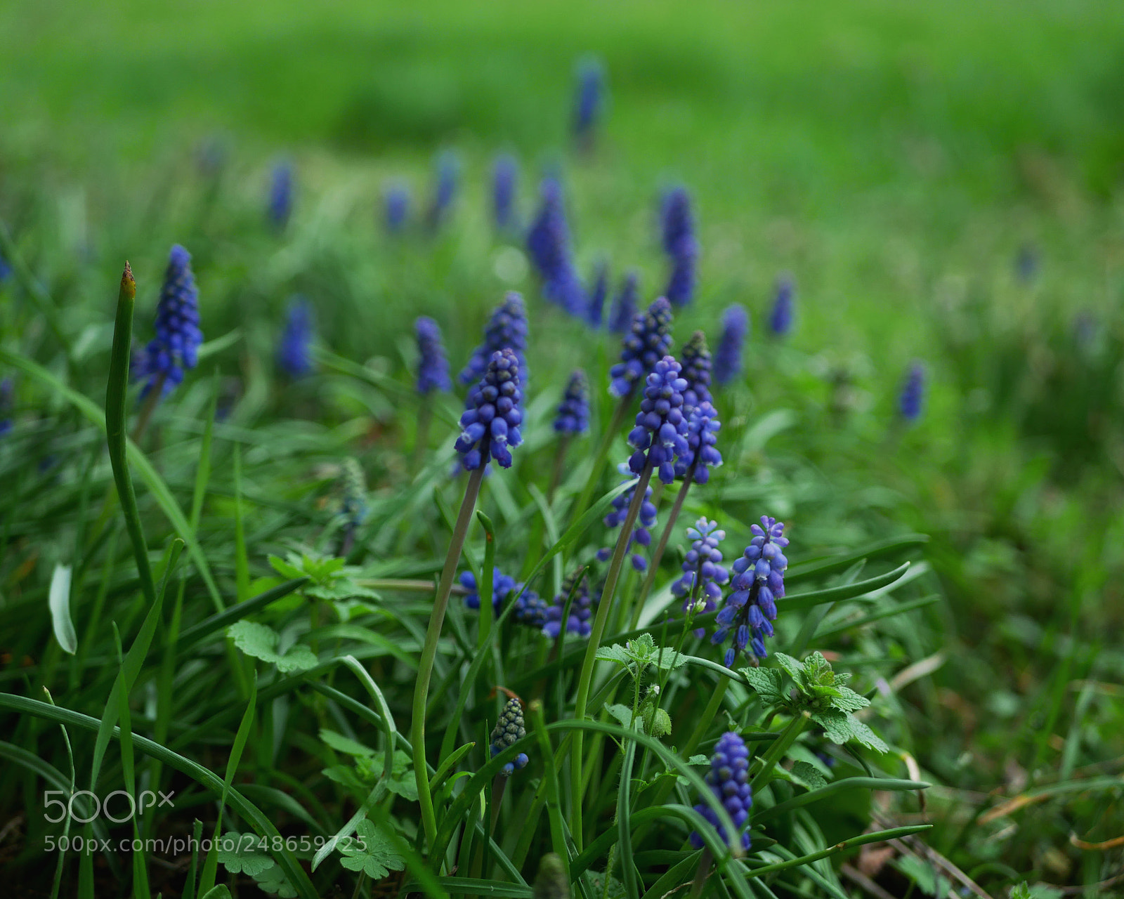 Panasonic Lumix DMC-GX85 (Lumix DMC-GX80 / Lumix DMC-GX7 Mark II) sample photo. Fraicheur de printemps photography