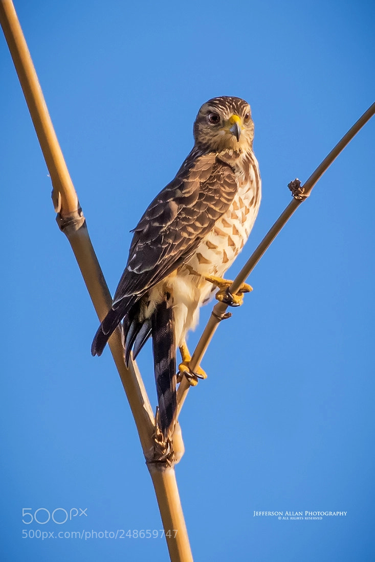 Canon EOS-1D X Mark II sample photo. Nature photography