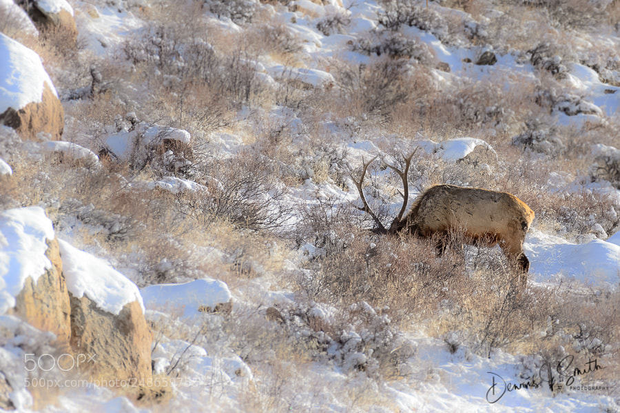 Nikon D4 sample photo. Hiding in plain site photography
