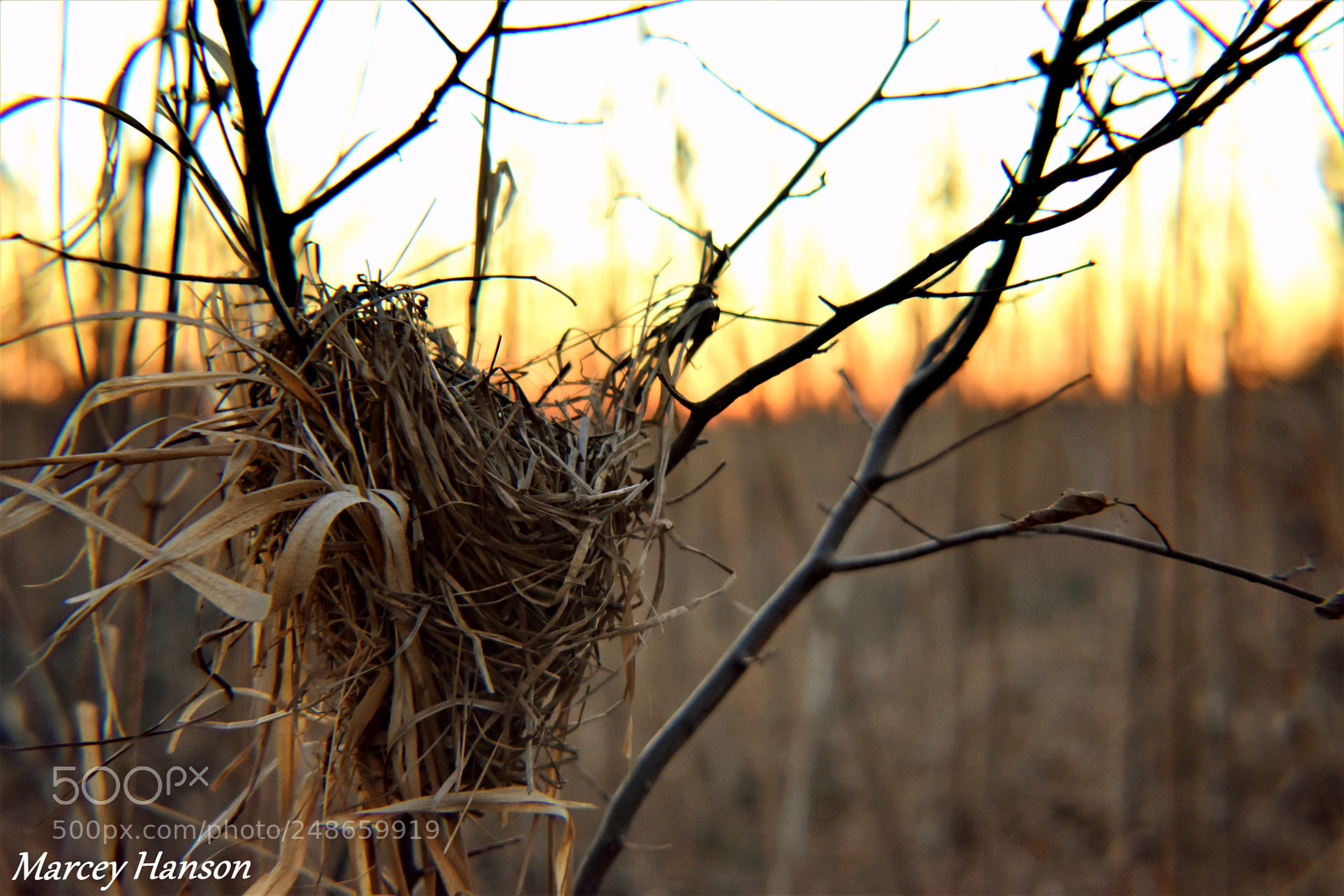 Nikon D3400 sample photo. 141.jpg photography