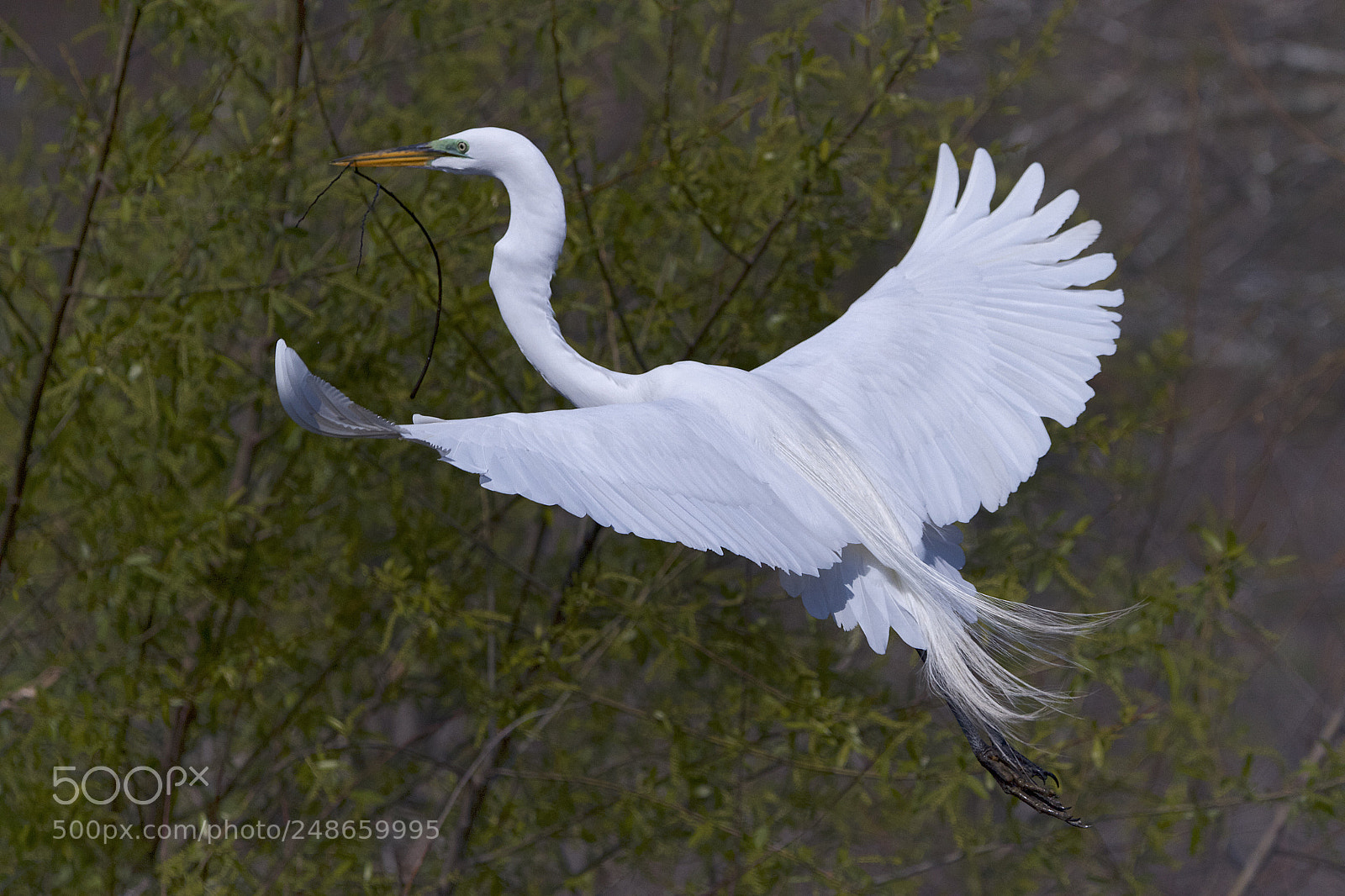Canon EOS 7D sample photo. Great white egret photography