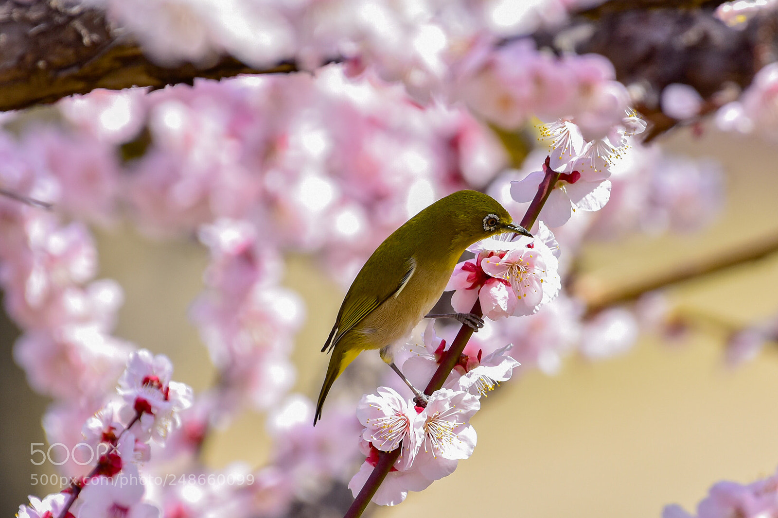 Nikon D7200 sample photo. Japanese white eye photography