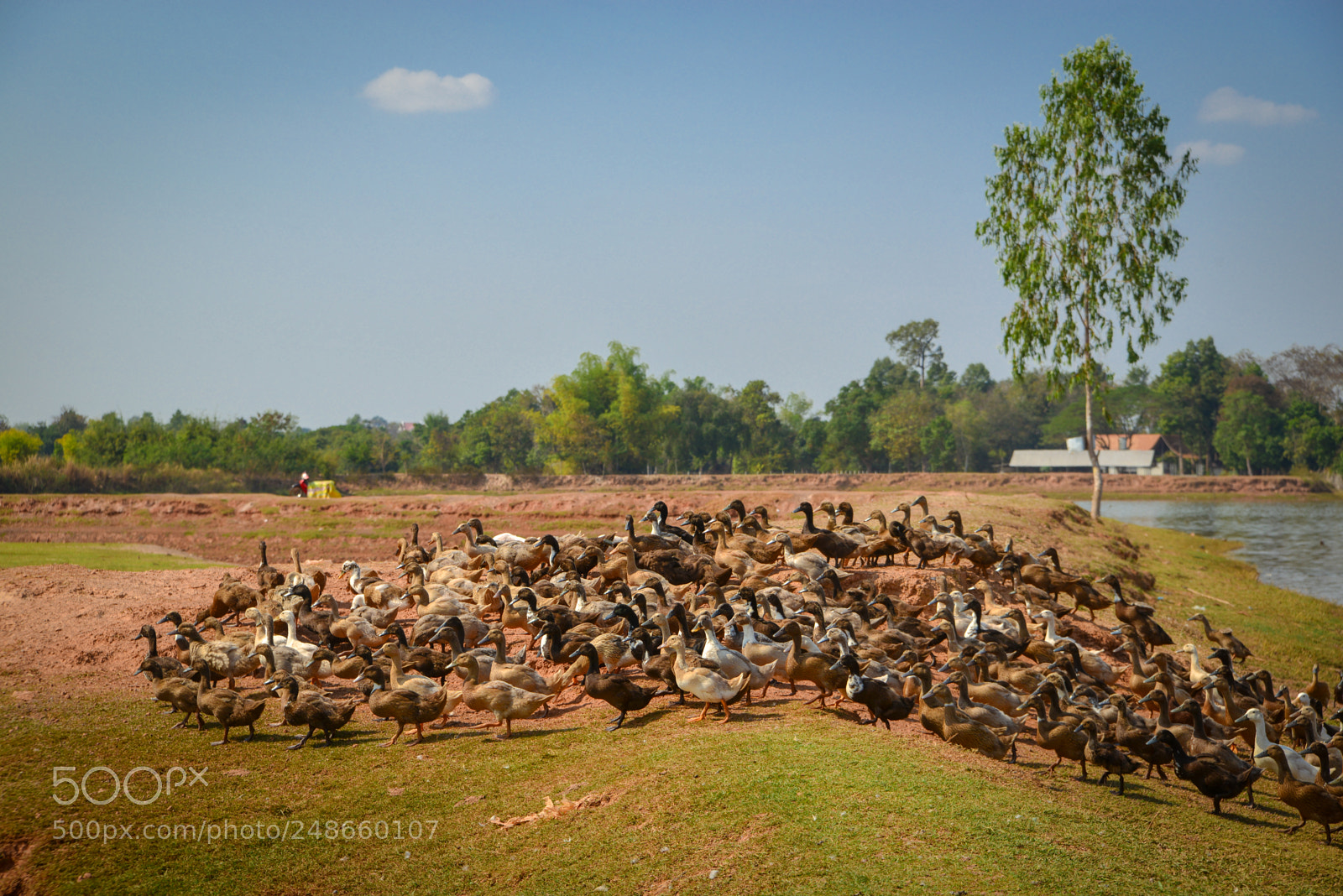 Nikon D800 sample photo. A flock of ducks photography