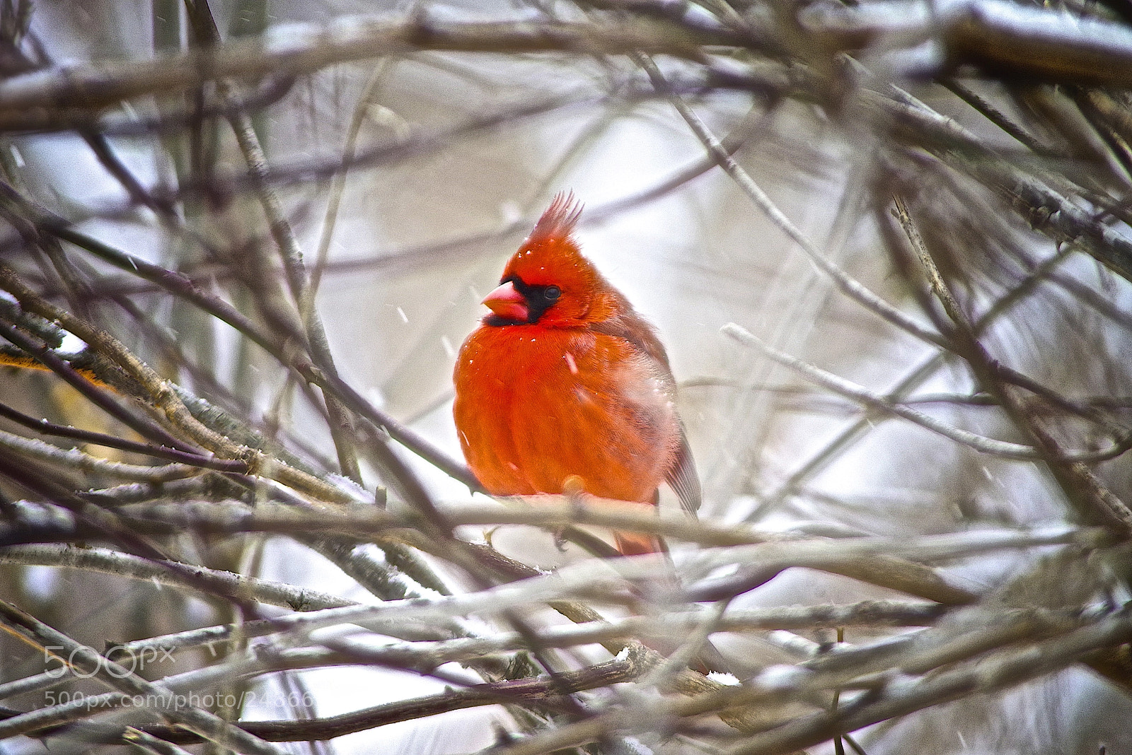 Pentax K-1 sample photo. Hidden in a thicket photography