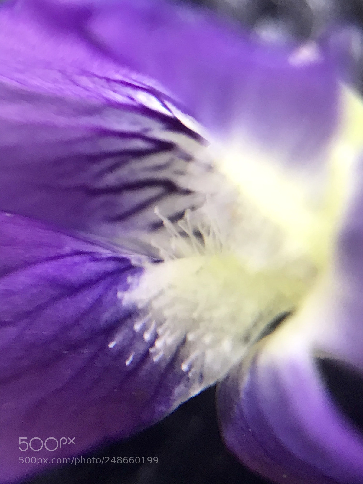 Apple iPhone 7 Plus sample photo. Macro beauty photography