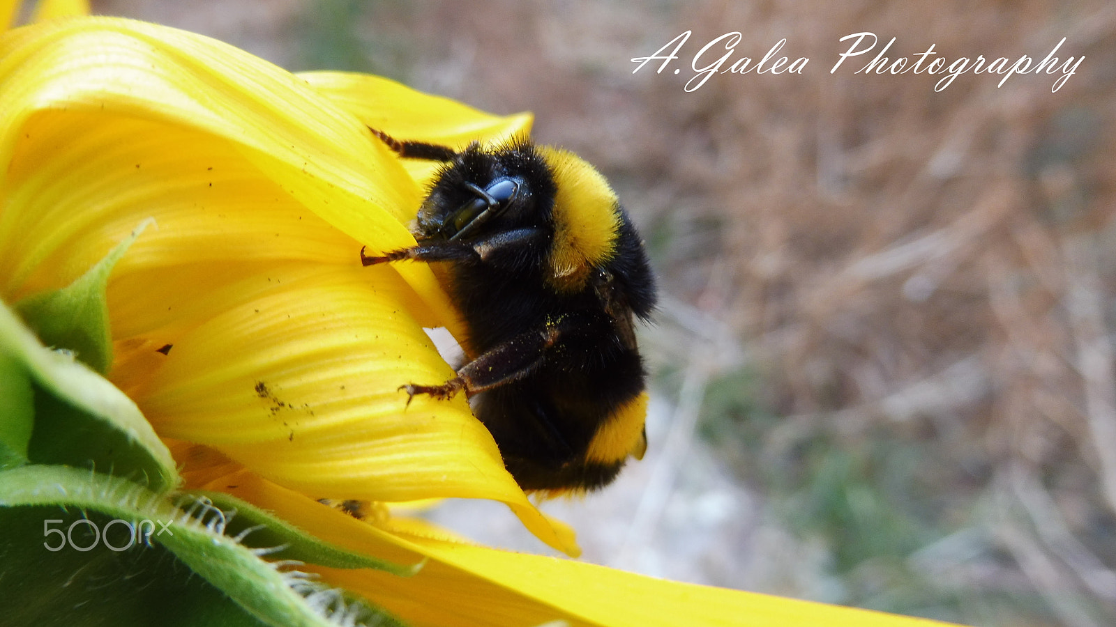 Panasonic Lumix DMC-ZS45 (Lumix DMC-TZ57) sample photo. Bumble bee spring 2017 photography