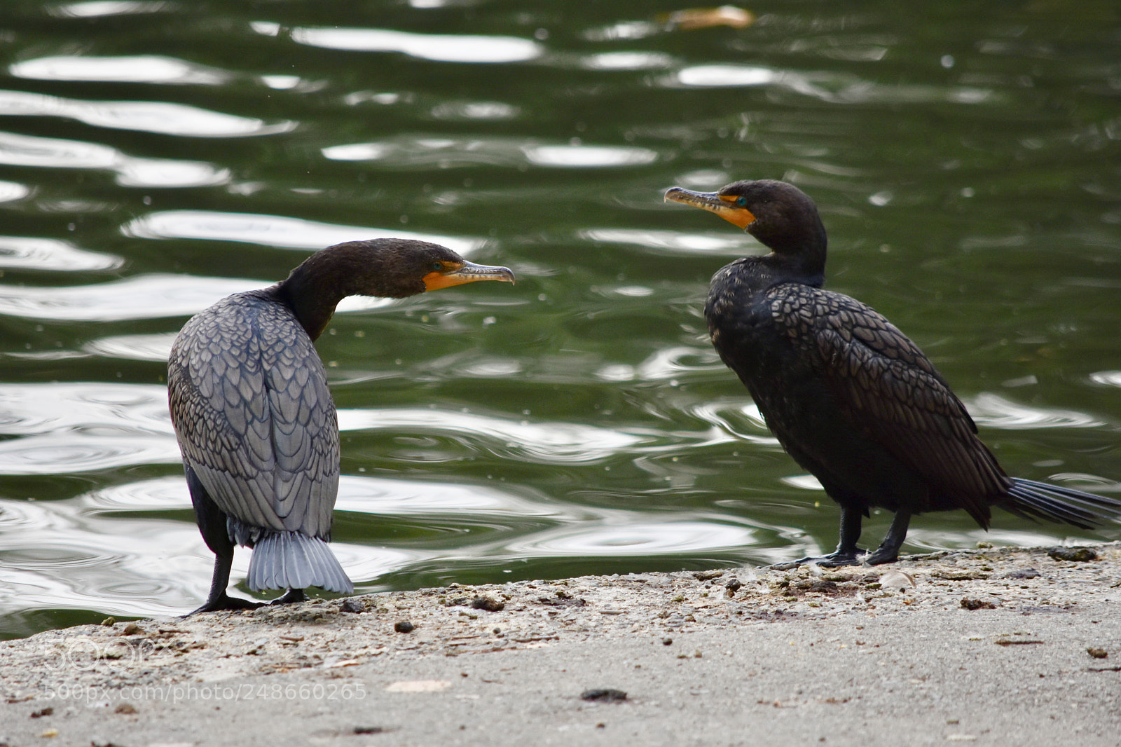 Nikon D7200 sample photo. Fullsizeoutput f photography