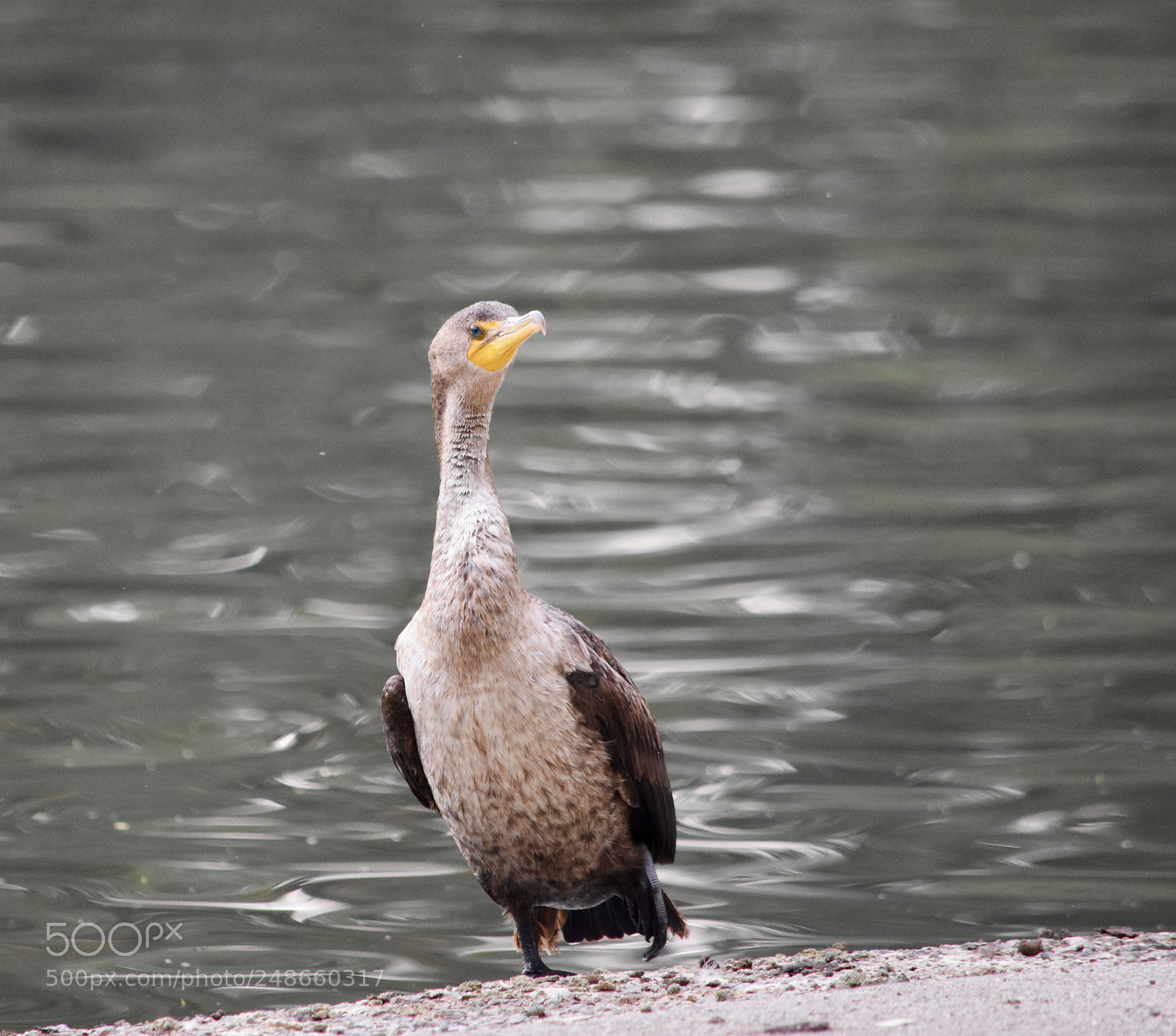 Nikon D7200 sample photo. Fullsizeoutput ee photography