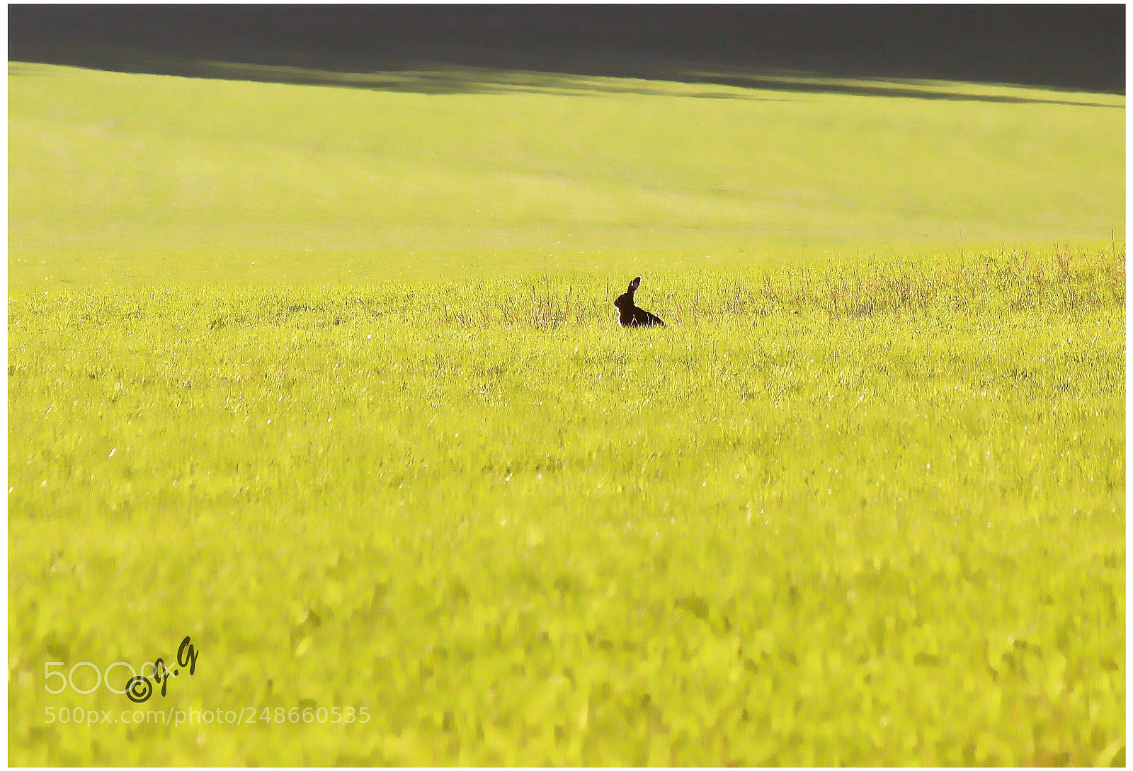 Canon EOS 700D (EOS Rebel T5i / EOS Kiss X7i) sample photo. Black and yellow photography