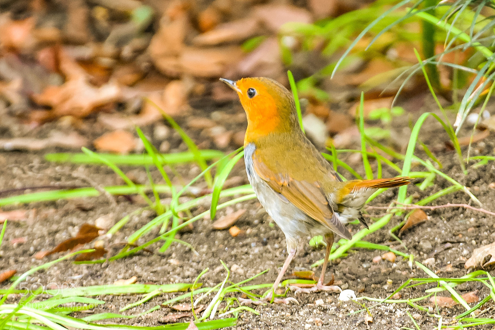 Nikon D7200 sample photo. Japanese robin photography